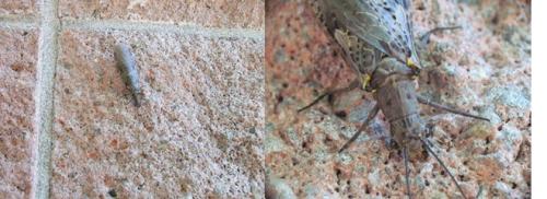 Chauliodes pectinicornis